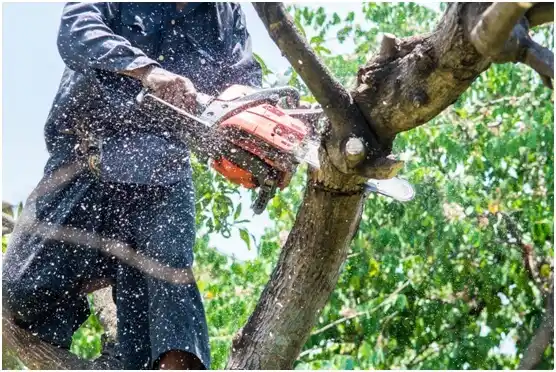 tree services Buchanan